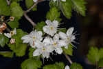 Parsley hawthorn